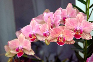 Выбираем орхидеи и фаленопсис